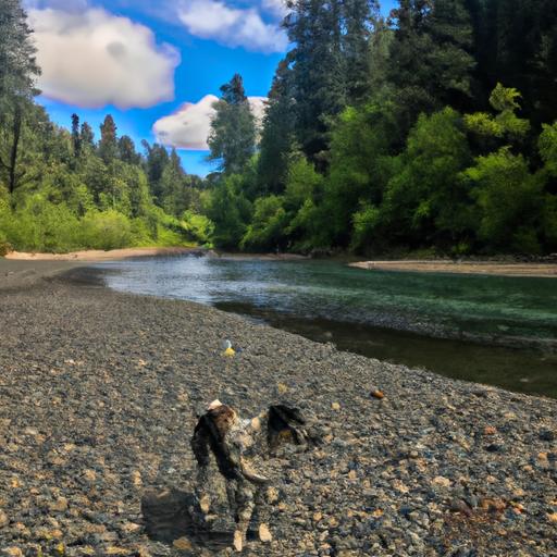 Are Dogs Allowed In Smith River National Recreation Area